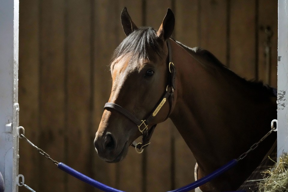 Tragedy strikes at Santa Anita as leading Breeders’ Cup fancy dies of suspected heart attack in front of fans