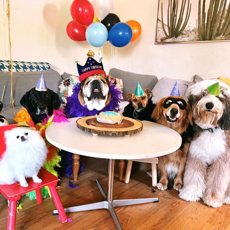 Lewis Hamilton throws lavish birthday party for his DOG complete with personalised vegan cake and balloons