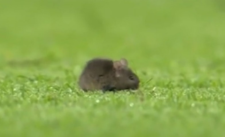 Fans ask ‘can it play right-back?’ as MOUSE invades Etihad pitch during Man City’s win over Sheff Utd