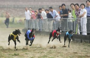 Shocking greyhound exports to China – where dogs are eaten and boiled alive – still going on as authorities fail to act