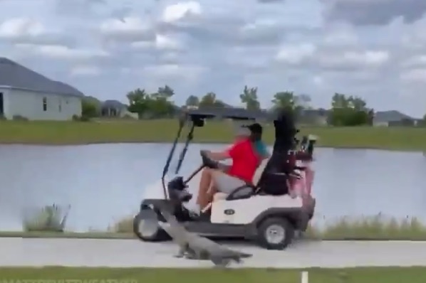 Shocking moment alligator chases after golfers and nearly causes crash as fans say ‘dinosaurs are coming for us’