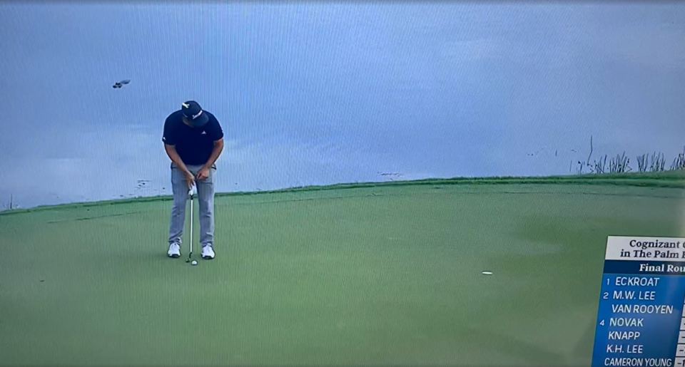 Shocking moment monster alligator spotted lurking in water just feet from the 14th green at Cognizant Classic in Florida