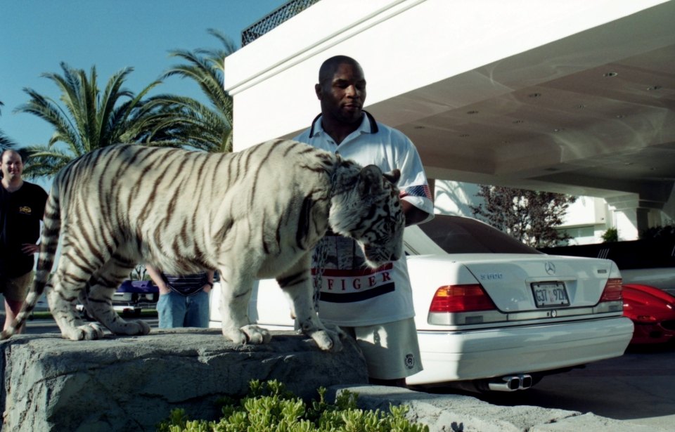 Why did Mike Tyson have tigers as pets and what happened to them?