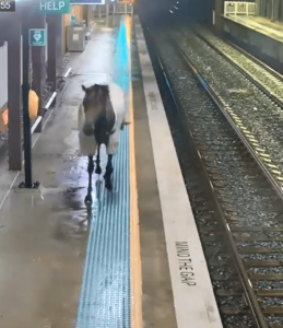 Loose racehorse ends up on train station platform after break-in at yard as startled travellers duck for cover