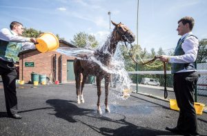 Why do they pour water on horses after the race?