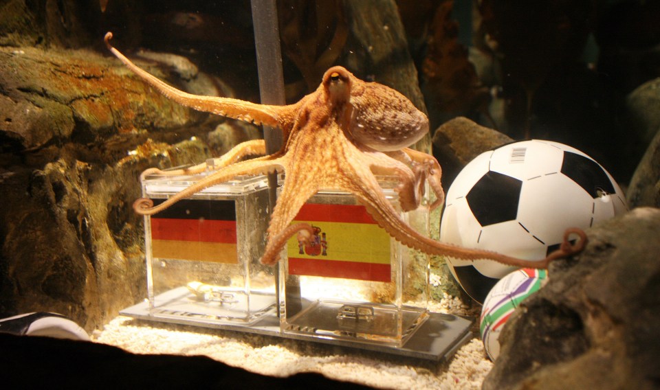 Crazy life and death of Paul the Octopus who became honorary citizen of town and was at centre of conspiracy theories