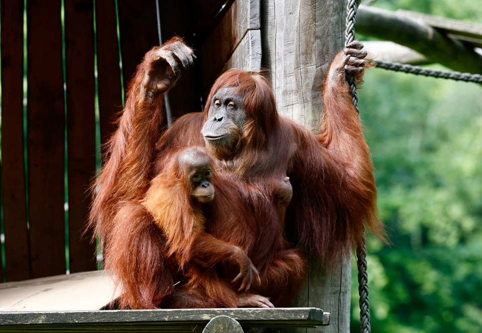 Psychic orangutan who infamously bit arm off baby ape predicts result of Germany’s Euro 2024 opener vs Scotland