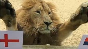 Rana the psychic lion makes worrying prediction for England vs Serbia Euro 2024 opener