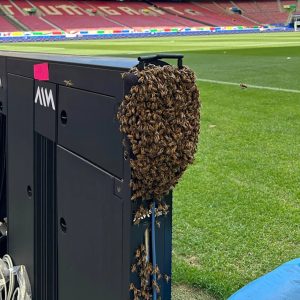 Euro 2024 stadium hosting Scotland clash invaded by BEES as firefighters forced to rush to scene