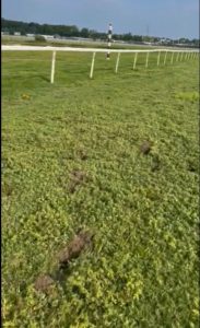 Racing chiefs close down ‘minefield’ race track as holes 12 INCHES deep found in the turf after horse death