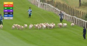 Crowd jeer as ‘absolutely clueless’ start to Racing League sees sheep cause big delay