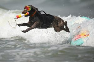 Olympics 2024 outdone by World DOG Surfing Championships where pooches ride waves with Cacau the Labrador winning gold