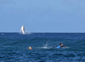 Incredible moment Olympics 2024 surfing final is gatecrashed by a WHALE as fans say ‘just won the tournament for me’