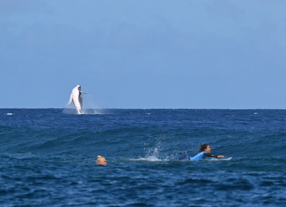 Incredible moment Olympics 2024 surfing final is gatecrashed by a WHALE as fans say ‘just won the tournament for me’