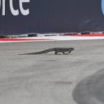 F1 red flagged after GIANT LIZARD enters race track before evading stewards as drivers forced to swerve to miss ‘dragon’