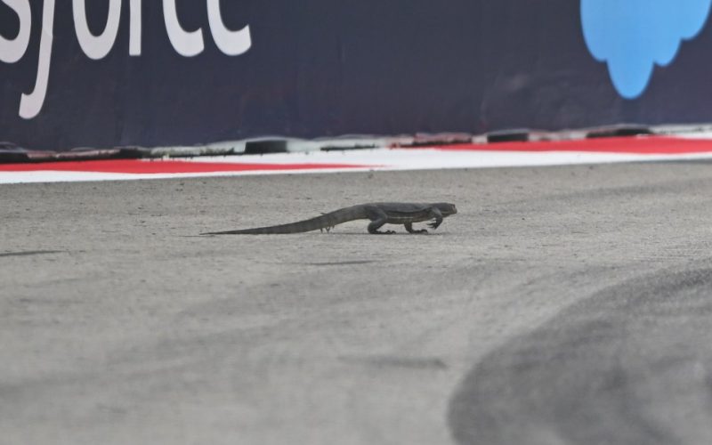 F1 red flagged after GIANT LIZARD enters race track before evading stewards as drivers forced to swerve to miss ‘dragon’