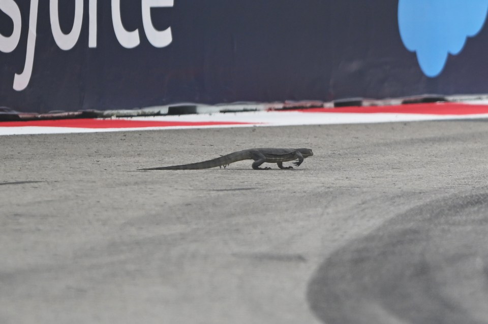 F1 red flagged after GIANT LIZARD enters race track before evading stewards as drivers forced to swerve to miss ‘dragon’