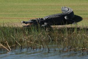 ‘It’s terrifying, whatever it is’ – Massive alligator invades golf course before otter stops play at Florida tournament