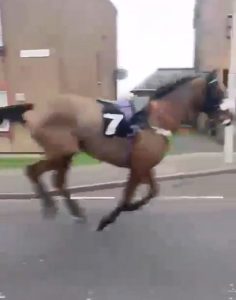 Watch mad moment runaway racehorse gallops two miles down main road after escaping Musselburgh track