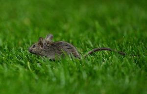 Old Trafford suffering from MICE infestation after inspection finds rodent droppings in food kiosks and plush suites