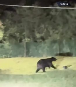 Terrifying moment monstrous bear invades Premier League winner’s garden as shocked family watch on